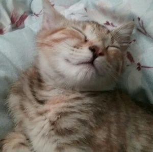 Meet your Posher, Taylor